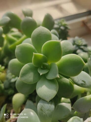 ель голубая цена: Продаю по 300 сом — 18