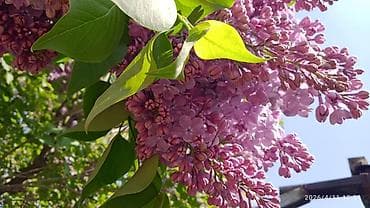 цветы сирень: Сирень срезка на букеты 70 с ветка. Сирень садовая (Syringa — 1