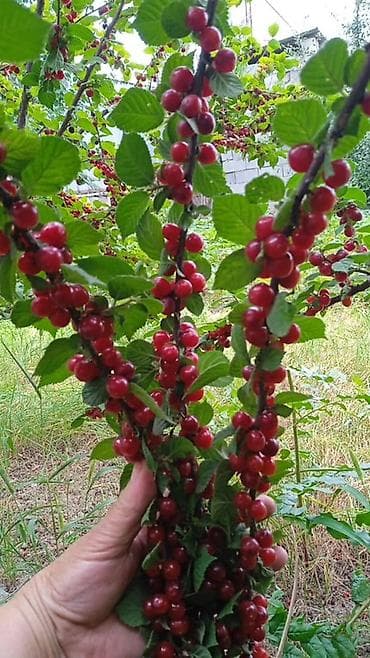 Инструменты: Саженцы войлочной вишни (Prunus tomentosa), редкие двухцветные формы — 1