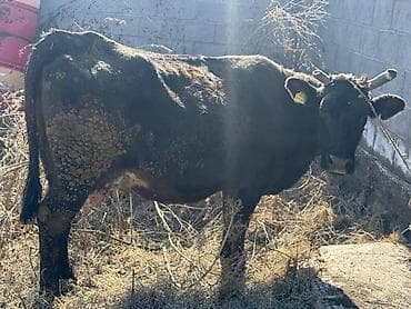 куплю корову: Продаю | Корова (самка) — 4