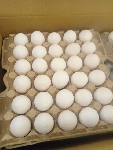 А/ч жаныбарлары үчүн тоюттар: Яйца. Бишкек#Нарын#Ысык-Кол#Кант#Токмок#Кара-Балта#Сокулук — 4