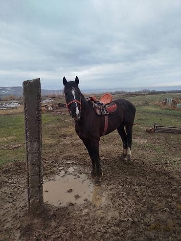 Башка жаныбарлар: Сатам | Бээ (ургаачы) | Жумушка — 5