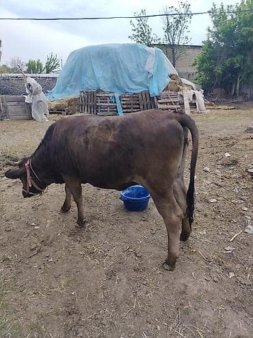 телки швицкой породы: Продаю | Корова (самка), Музоо, торпок | Швицкая | На откорм | Привязанные — 3