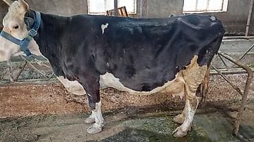 Продаю | Корова (самка) | Для молока | Привязанные