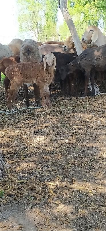 продаю баранов: Продаю | Овца (самка) | Для разведения — 5