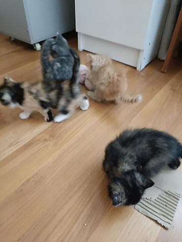 ориентальные котята: Котята, помёт разноокрасочный: - рыжий пушистый - серо-белый с белыми — 2