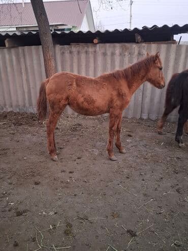 чон арыке: Продаю | Жеребенок | Для разведения | Племенные — 4