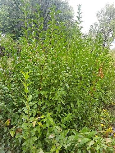 Живая изгородь из частиц (Ligustrum) — быстрорастущий декоративный