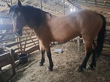продажа лошадей в россии: Продаю | Жеребец | Рабочий — 8