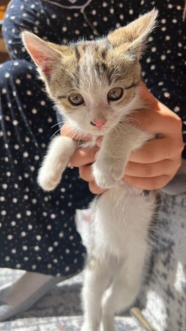 котёнок в добрые руки: 1 месяц, Девочка — 2
