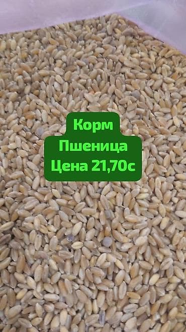 Кормовая пшеница (буудай) 21,7с - Натуральное зерно для кормления