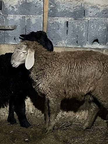 сена тук: Продаю | Баран (самец) | Для разведения — 3