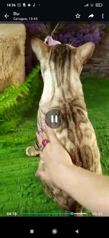 рэгдолл цена бишкек: Бенгал, 2 жаш, Эркек, Ак, Бычылган, Лотокко барууга үйрөтүлгөн, Курттардан тазаланган — 22