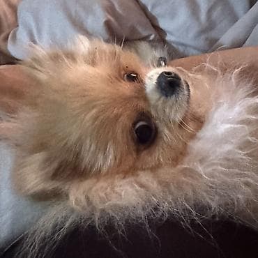 як собака: Шпиц, 7 месяцев, Самка, С прививкой — 4