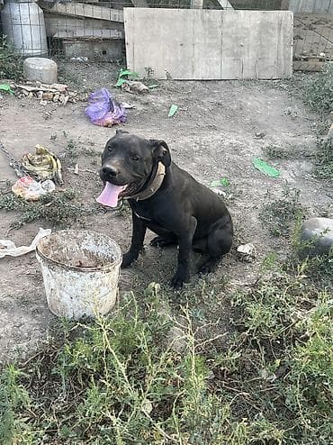 Питбуль, 7 месяцев, Самец, С прививкой at lalafo.kg Питбуль, 7 месяцев, Самец, С прививкой