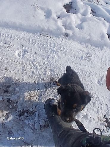 воротник для собак: Щенок, похожий по типу на дворнягу с черно-рыжим окрасом (маска на — 2