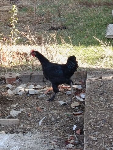 возьму собаку в добрые руки: Продаю | Петух | Для разведения — 4
