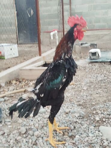 отдам породистую собаку в хорошие руки: Дакан шалпан жожо короз сатылат активный алмашу жолдору бар адрес — 5