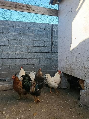 курица бишкек: Продаю | Куры, Петух | Домашняя | На забой, Для разведения, Несушки — 6