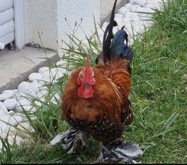 дойный коровы: Продаю | Куры, Петух — 3