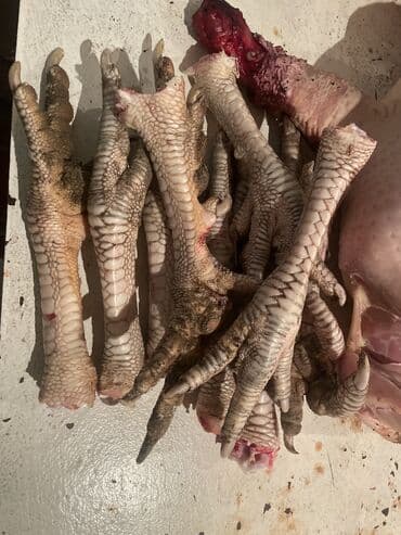 домашние попугаи корелла: Куринные \ индейка лапы ножки — 1