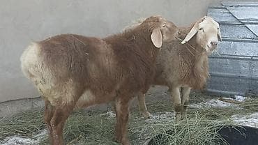 камори козы: Продаю | Овца (самка) | Для разведения | Матка — 3