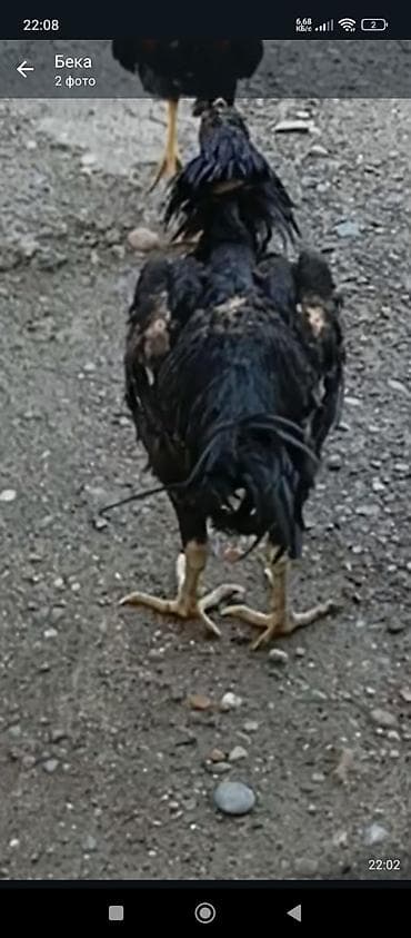 белый леггорн: Продаю | Петух | Бойцовая | Для разведения — 1