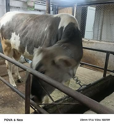 вака купить: Продаю | Корова (самка) | На забой | Племенные — 6