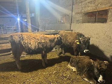 породистые собаки в бишкеке: Продаю | Музоо, торпок | Полукровка | Для разведения — 2