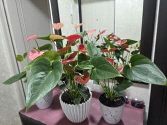 падставка для цветов: Этажерка для цветов, Новый, Железо, Самовывоз, Платная доставка — 30