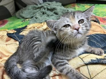 scottish fold: Котята, короткошёрстные, окрасы: серый табби и кремовый дымчатый — 5