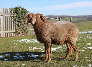 Продаю | Ягненок | Арашан | Для разведения | Ярка