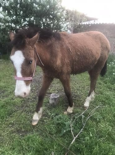 лошади айгыр: Продаю | Жеребенок | Для разведения — 2