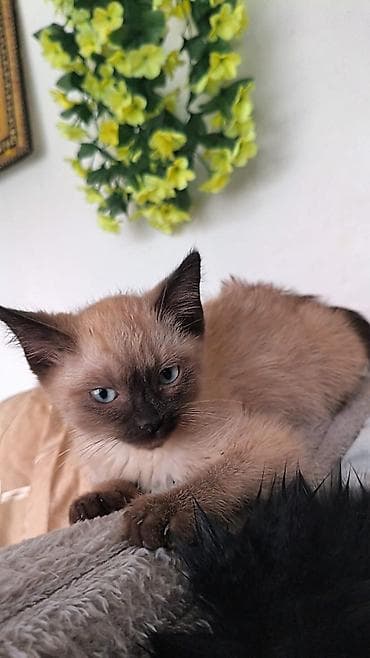 котята сиамские: ПРИЮТ КОТЯТА КОШКИ Возраст примерно 1,5-2месяца — уже самостоятельно — 2