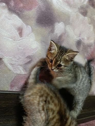 бенгальский кот: Беспородная, 2 месяца, Мальчик, Приучена к лотку — 5