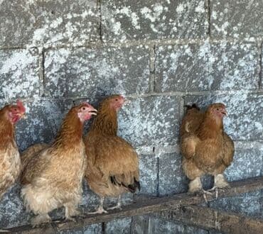 Грызуны: Продаю | Куры, Петух | Домашняя | На забой, Для разведения, Несушки — 5