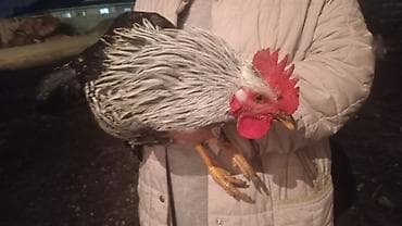 мясо бройлера цена бишкек: Птицы — 2