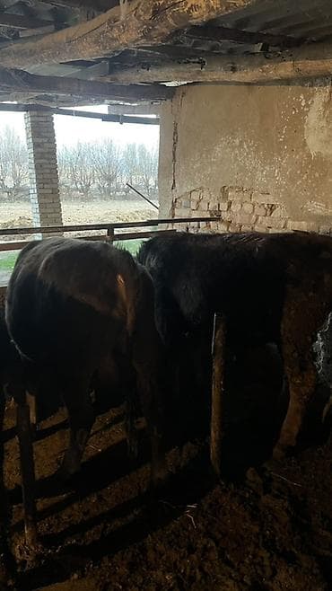 парода ангус: Продаю | Бык (самец) | На откорм | Привязанные — 4