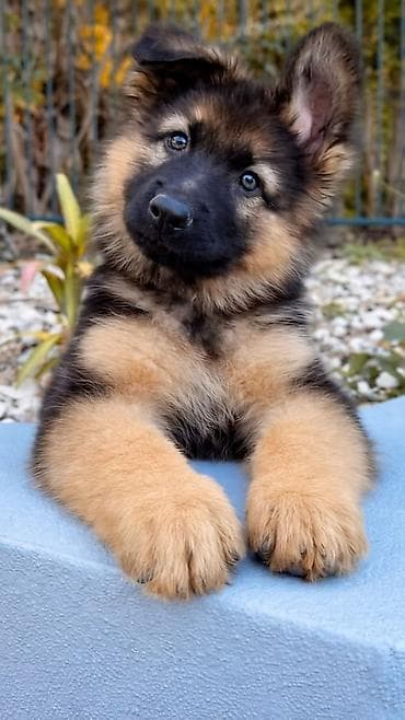 купить элитного щенка немецкой овчарки: Ищем щинка немецкой овчарйки ищем чистокровную овчарку готовы купить — 1