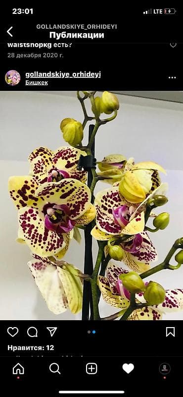 постельный бельё: Flowersbishkek flowerskg bishkekflowers магазинбишкек — 2