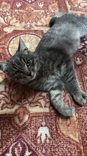 кошачий наполнитель: Беспородная, 4 месяца, Мальчик, Серый — 3