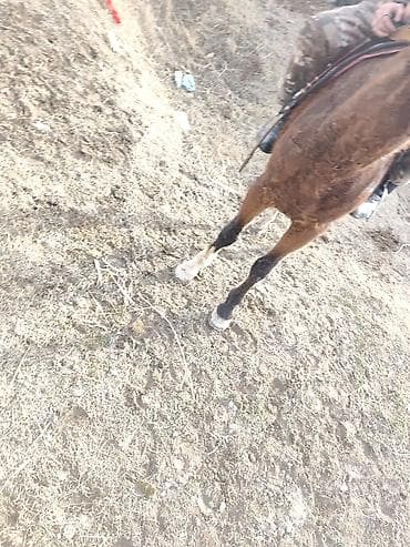 Продаю | Конь (самец) | Рабочий