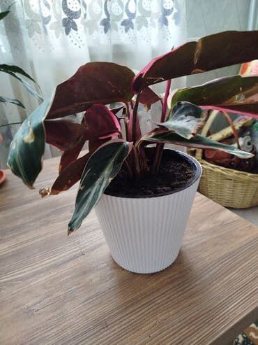 купить лотос в горшке: .Строманта кроваво-красная «Триостар» (Stromanthe sanguinea — 4