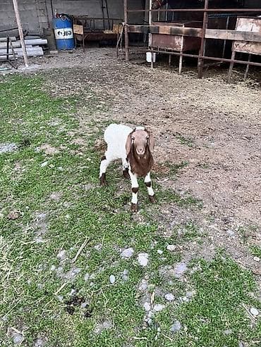 ат грабил: Продаю | Овца (самка), Ягненок — 1