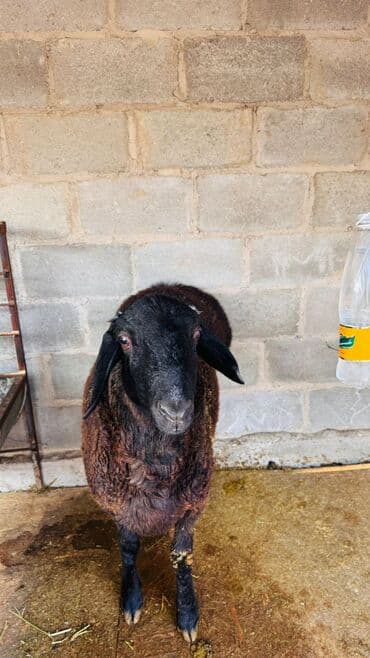 корм для бычков: Продаю | Баран (самец) | Для разведения — 3