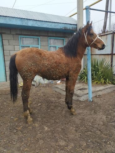 Продаю | Конь (самец) | На забой | Племенные