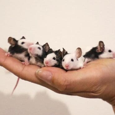 Башка жаныбарлар: Продаются хомячки джунгарские, сирийские, ангорские пушистые хомячки — 6