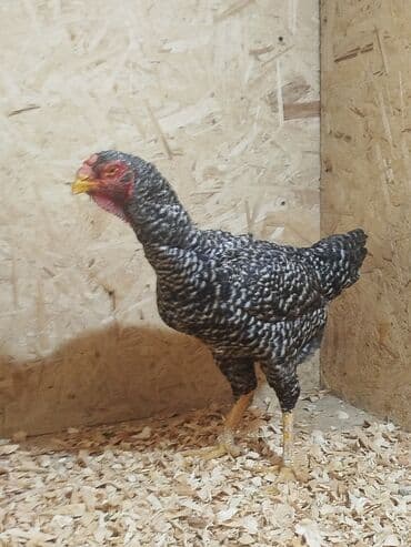 продажа охотничьих собак: Дакан тулок мекиш сатылат активный алмашу жолдору бар адрес Бишкек — 1