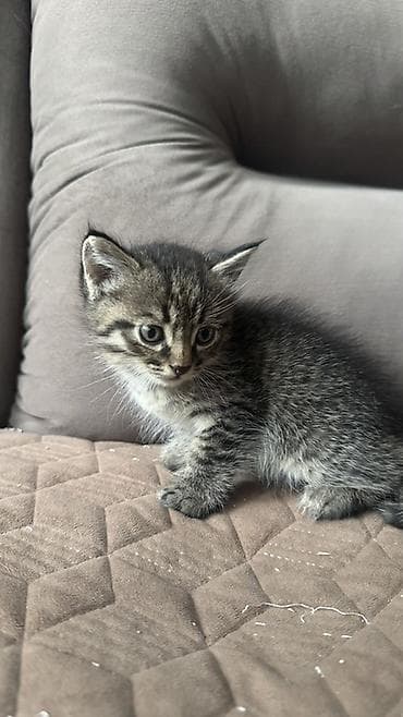 мыш: Отдам котят в добрые руки два мальчика Описание: - Возраст на фото — 4