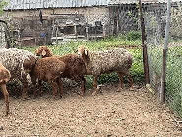 собаки авчарки: Продаю | Овца (самка) | Для разведения | Матка — 4